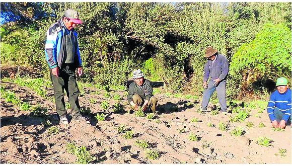 ​Granizo, alta temperatura y heladas afectan al agro de Huancavelica