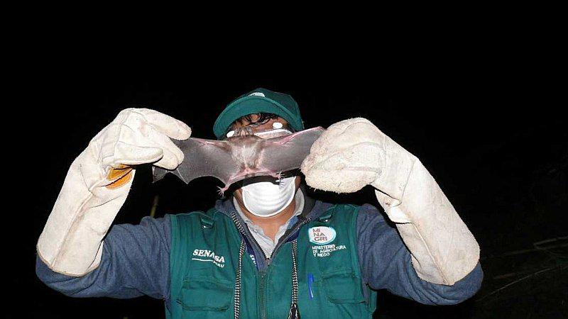 Día Mundial de la Rabia: peruanos corren el riesgo de la mordedura de un murciélago 