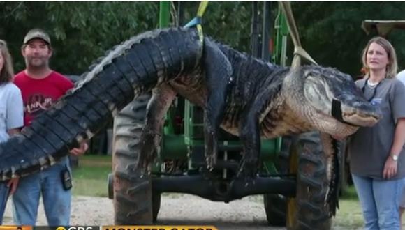 Familia cazó un caiman de 460 kg de peso