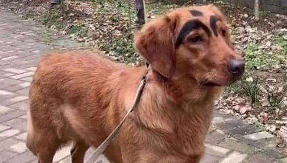 Mujer maquilló a su mascota y abrió fuerte debate sobre el maltrato animal 