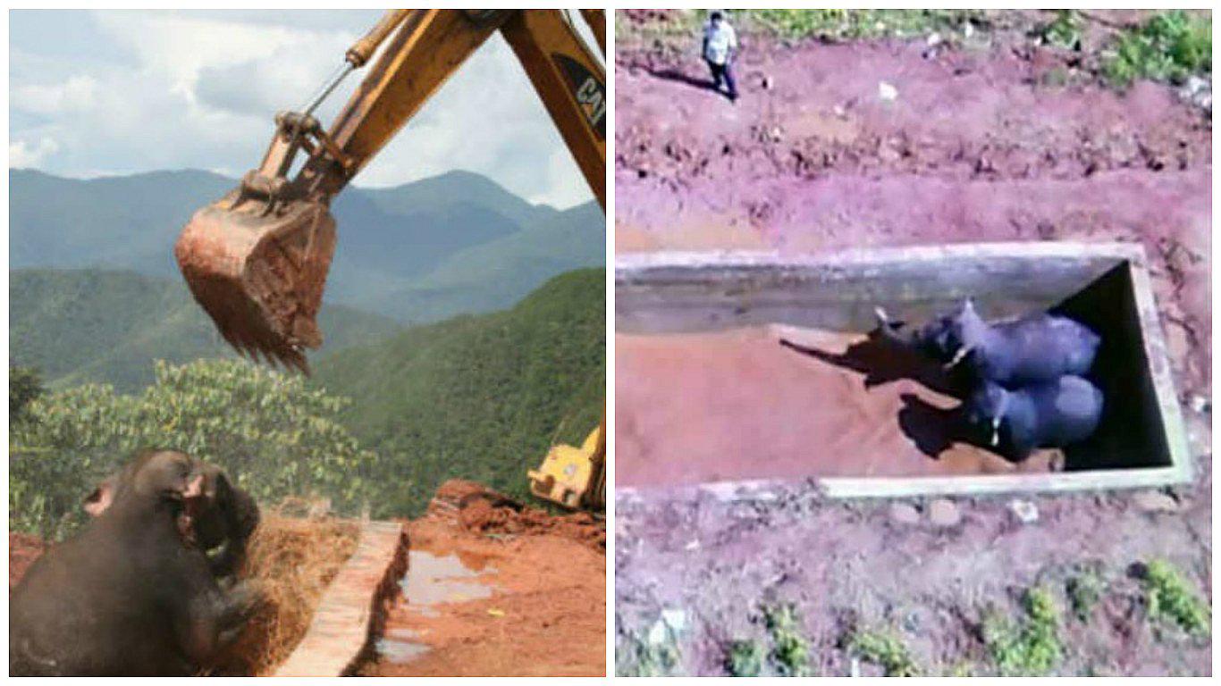 China: El emotivo rescate de tres elefantes que cayeron a un depósito de agua (VIDEO)