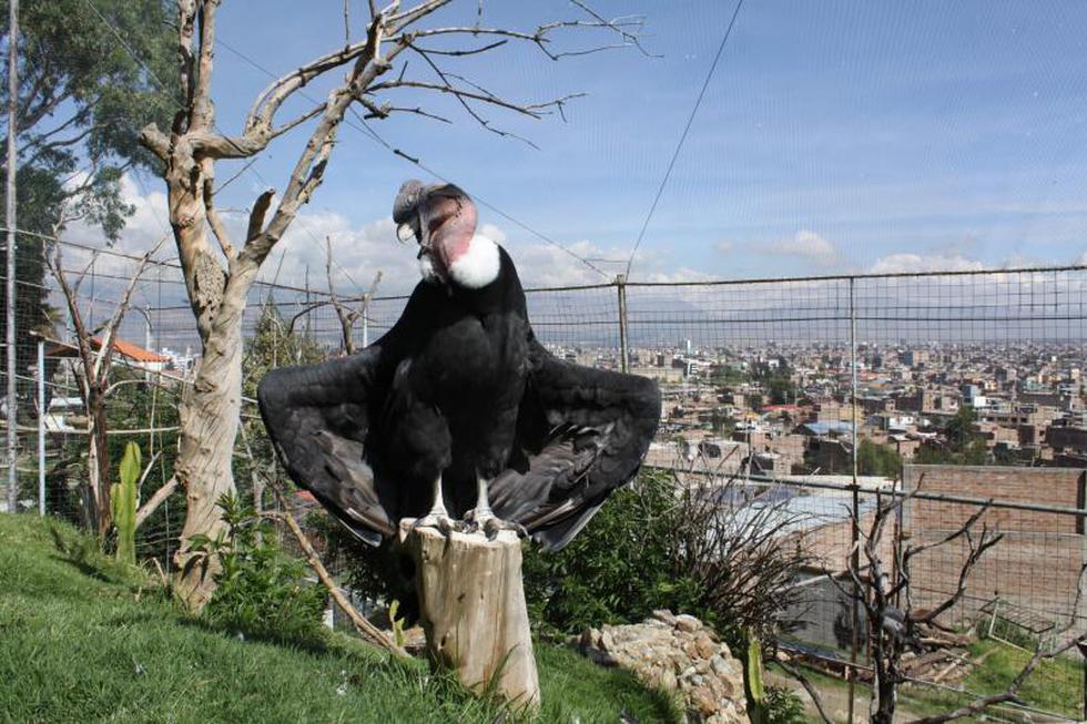 Implantarán chips a los animales de zoológico 