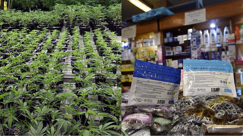 Marihuana medicinal: ranking: las 10 enfermedades que se curan con su tratamiento