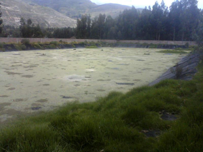 Mosquitos y roedores en Viques a causa de poza de oxidación