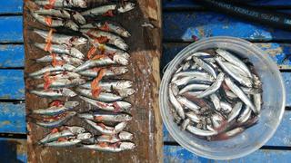 Sindicatos de pescadores de Chimbote denuncian depredación de anchoveta (FOTOS)
