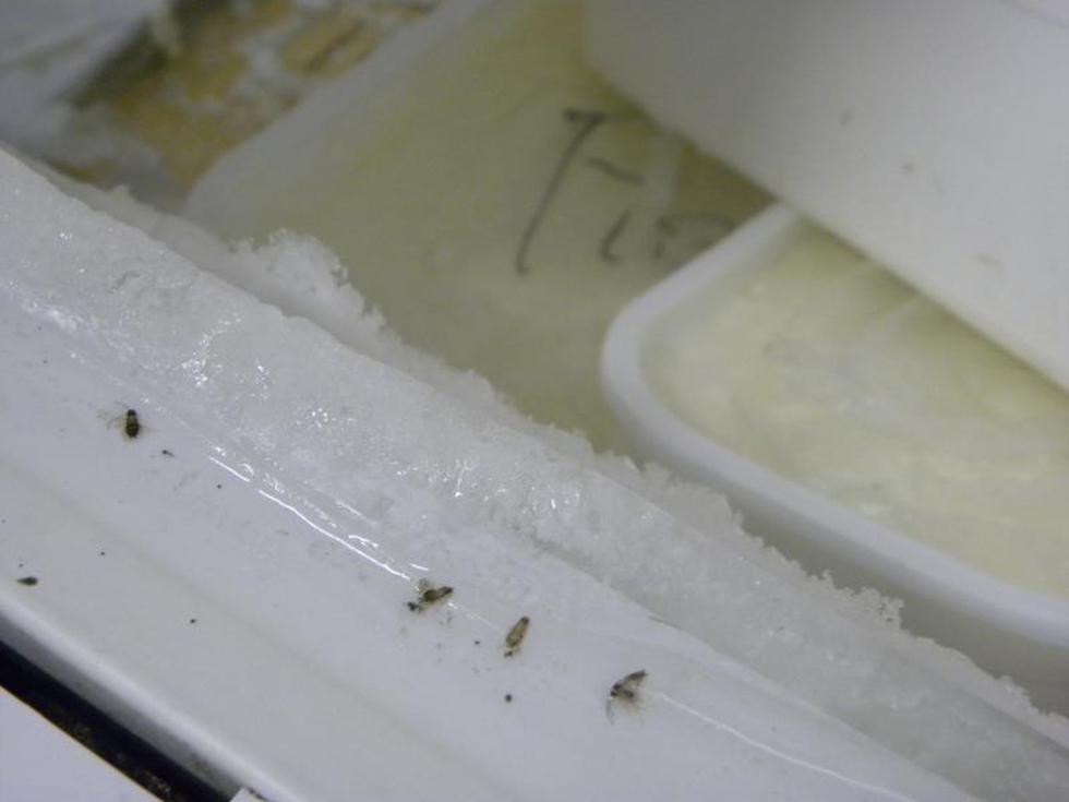 Venden helados sin registro sanitario 