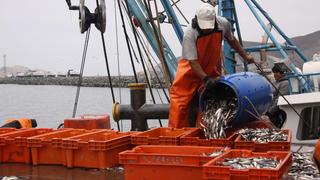 Produce autoriza el inicio de pesca de anchoveta en zona norte-centro del litoral