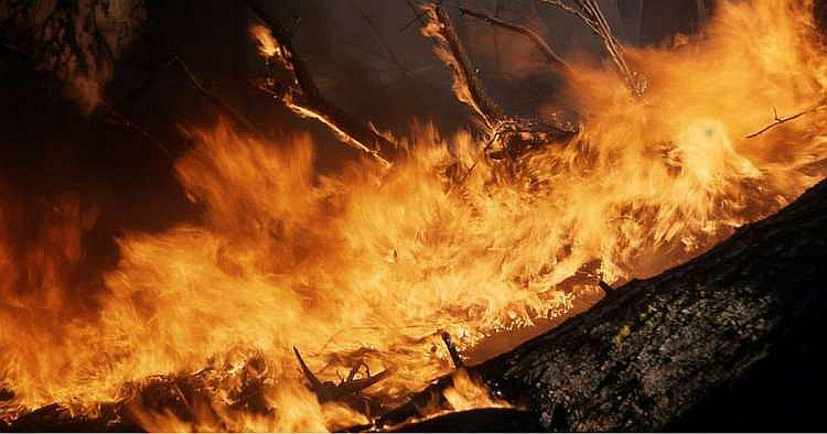 Quema de libros en el jardín de una casa provoca un incendio forestal en Florida [VÍDEO]