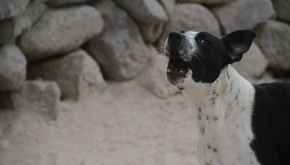 Nuevos casos de rabia canina alerta a autoridades sanitarias
