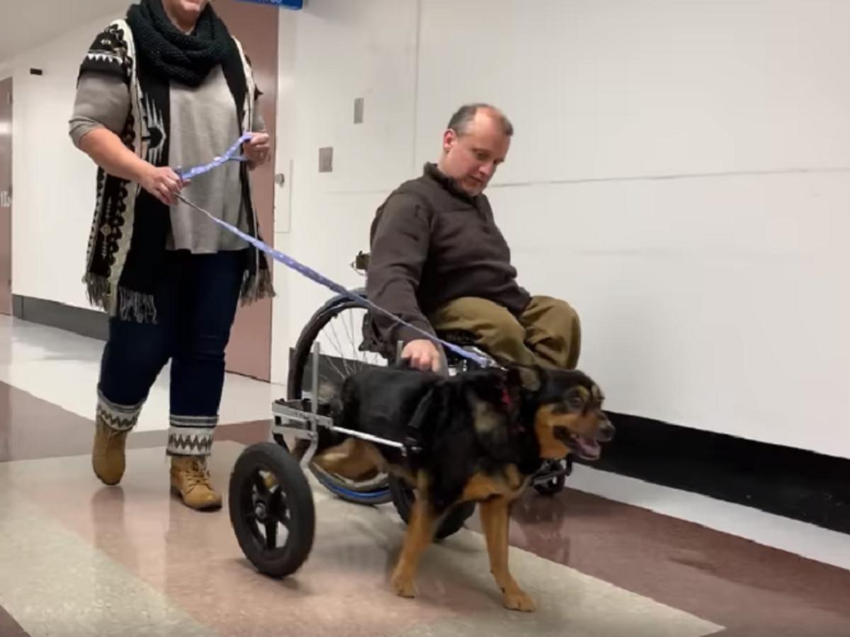 critter rider funciona en perros