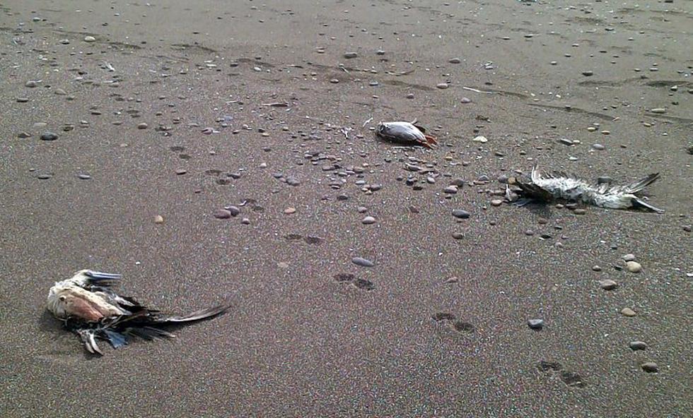 Inusual: Miles de aves perecen sin razón alguna en litoral de Tacna