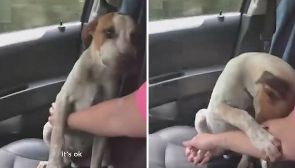 Gesto de agradecimiento de un perro rescatado conmueve en redes sociales (VÍDEO)