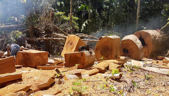 Plantean nuevas iniciativas para combatir la tala ilegal de madera en la Amazonía . (Foto: SPDA)