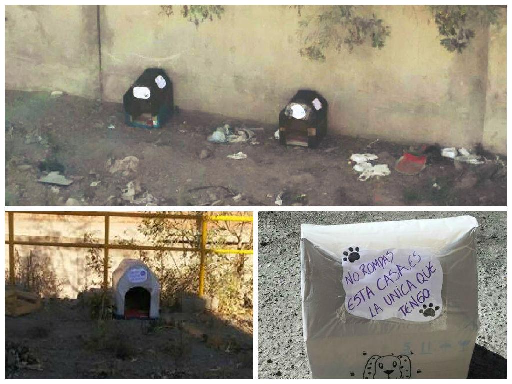 Arequipa: Animalistas dejan casas para perros callejeros y otros se las roban