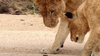 Un cangrejo demostró que es el rey de la selva a este grupo de leones