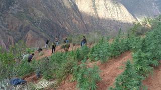 Policía erradica más de 90 plantones de marihuana tras intervención de seis parcelas en Ayacucho