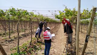 Sunafil verifica situación laboral de los trabajadores agrarios en Ica