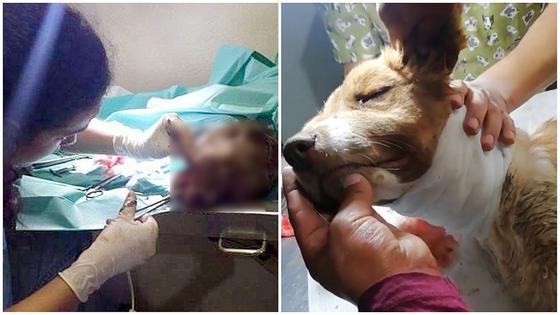 Le Cortan El Cuello A Perrita Y La Botan Moribunda A La Calle Video Edicion Correo