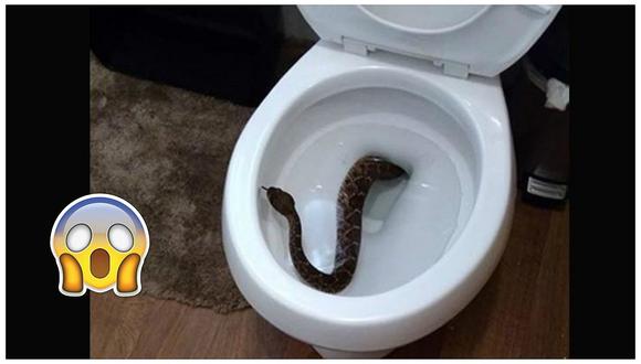 Facebook: encontraron serpiente en su inodoro, pero luego vieron algo peor (FOTOS)