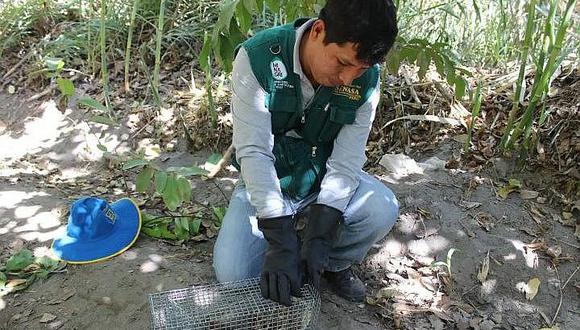 15 distritos de Arequipa invadidos por la plaga de ratas