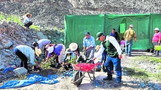 Alerta en Arequipa por 235 hectáreas de cultivos afectadas por el parásito filoxera  