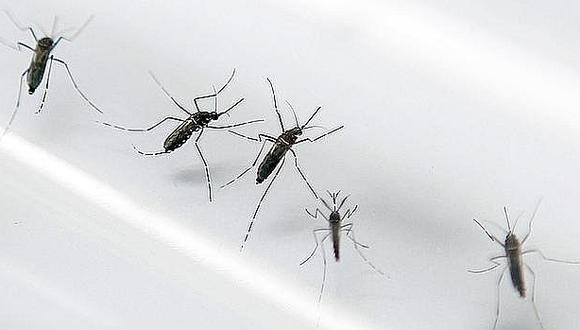 Zika: Identifican 12 sectores donde anida el mosquito Aedes aegypti en Arica