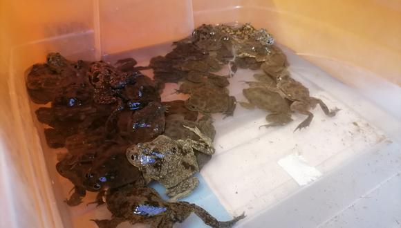De las 49 ranas encontradas, 5 estaban muertas| FOTO: Serfor