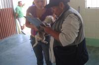 Perros serán registrados a partir del lunes por el municipio