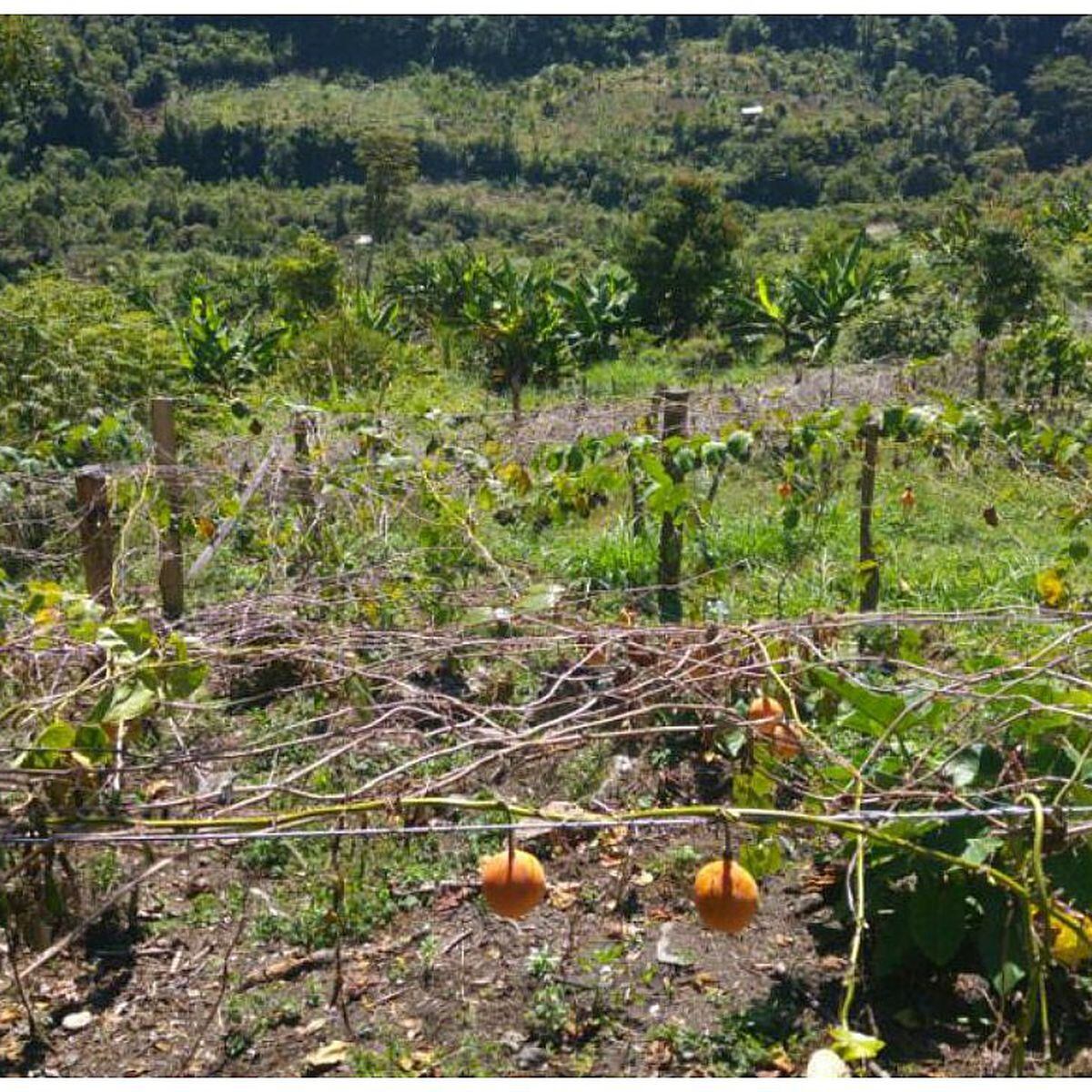 Junin Cultivos De Granadilla En Peligro Por Presencia De Hongo