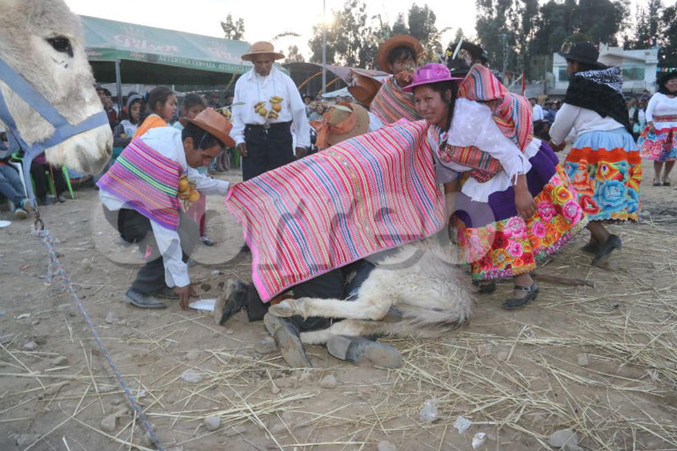 Así celebran humanos y animales en fiesta de Santiago (FOTOS)