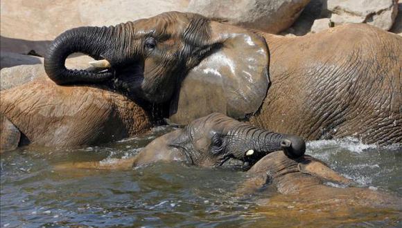 Zimbabue: Pareja detiene ataque de elefantes gritando "lo siento"