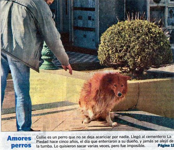 Muere el Hachiko argentino que llevaba 9 años en la tumba de su dueño