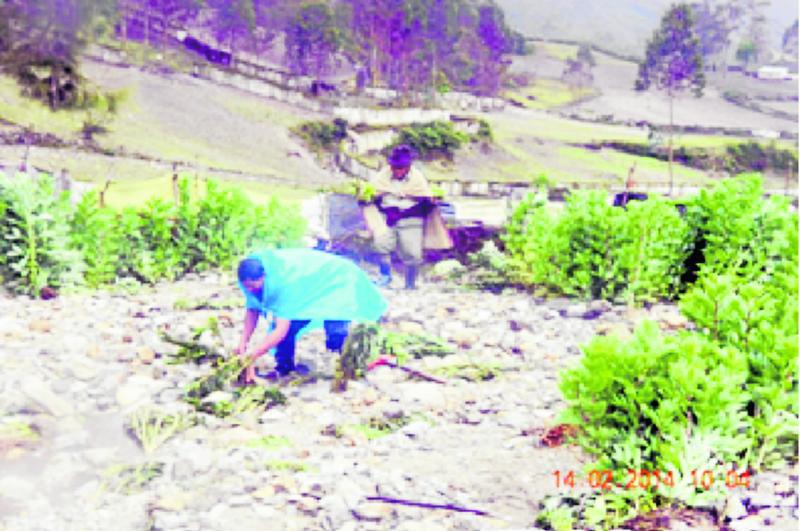 Río Chaupihuaranga arrasa cultivos y alarma a agricultores