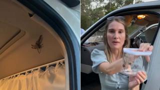El espeluznante momento en que una araña venenosa se mete en una furgoneta