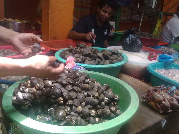 No se respeta veda de conchas negras en Tumbes 