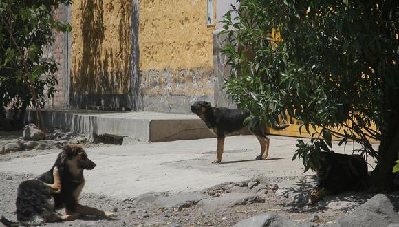 Municipios se comprometen a aplicar la eutanasia a canes según dicta ley