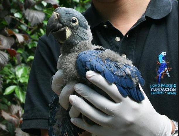 Brasil: Logran primera reproducción en cautiverio del Guacamayo de Lear