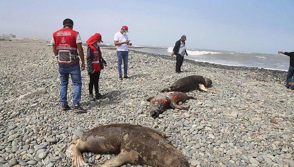 Callao: Aparecen 20 lobos marinos muertos en playa Carpayo (FOTOS)