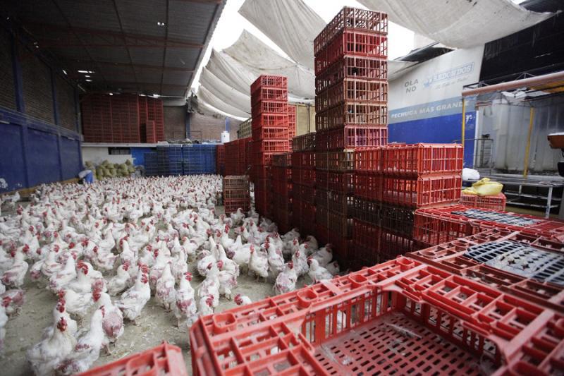 Inspeccionan centros de acopio de aves en San Luis