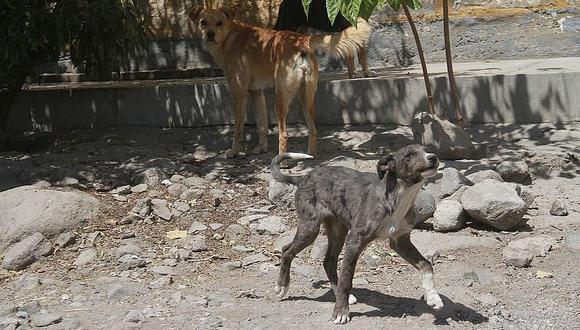 Un nuevo caso de rabia canina detectan en Cerro Colorado