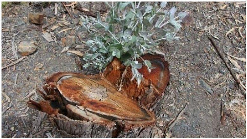 ​Áncash: Fiscalía investigará tala de árboles de eucalipto