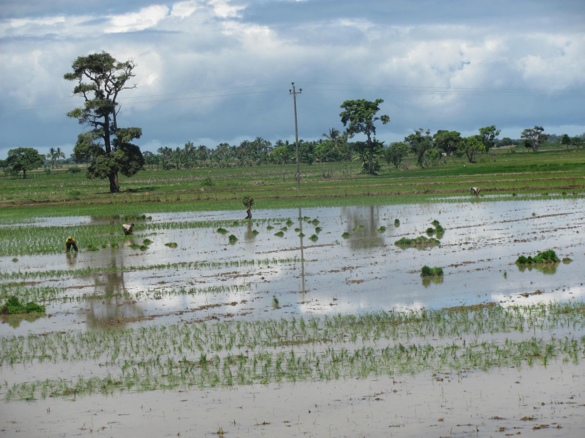 Tumbes: Rescatan a 56 menores de trabajo infantil 