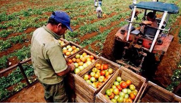 ​INEI: Producción agropecuaria cae 0.51% en agosto