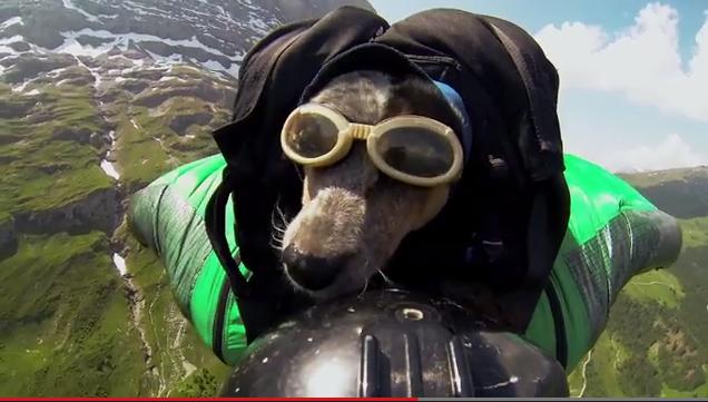 Polémico video muestra a perro saltando una gran montaña (VIDEO)