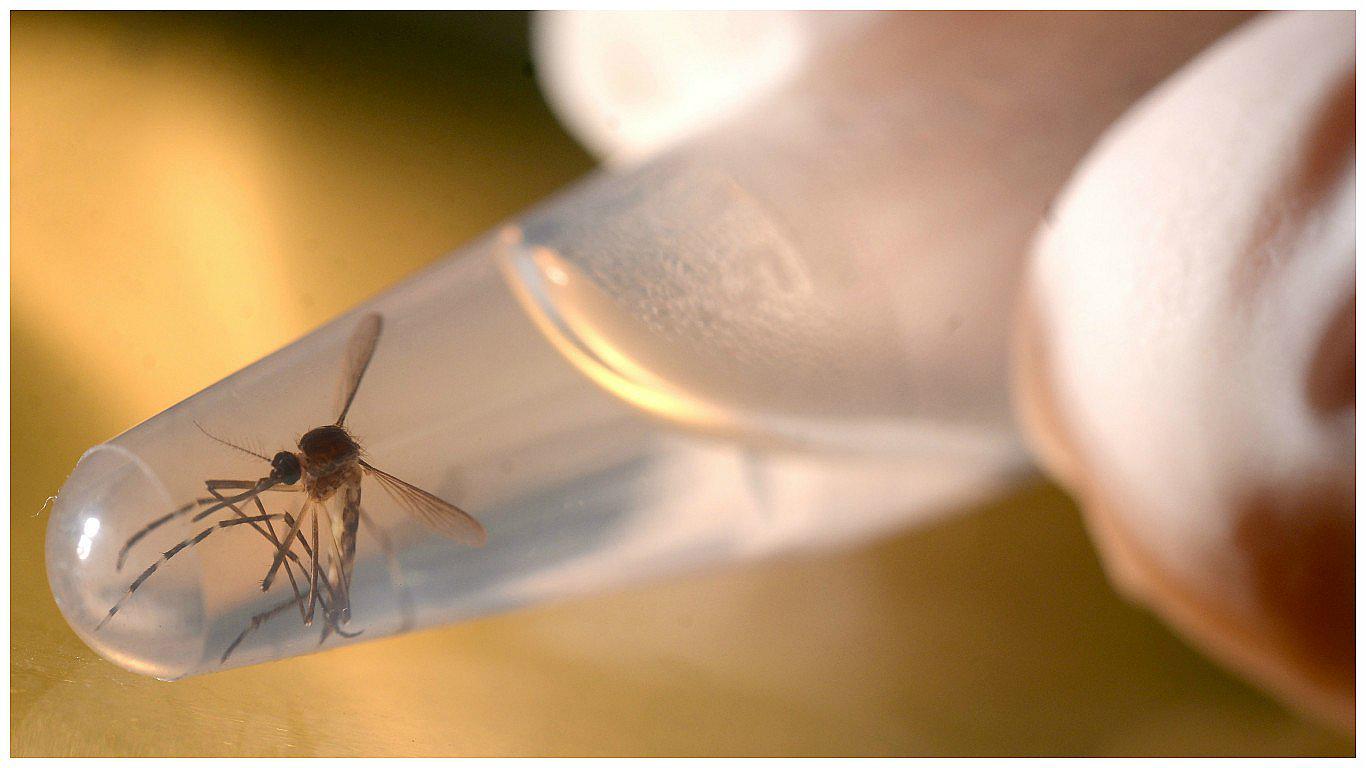 Zika: Epidemia sigue siendo una emergencia sanitaria de alcance internacional