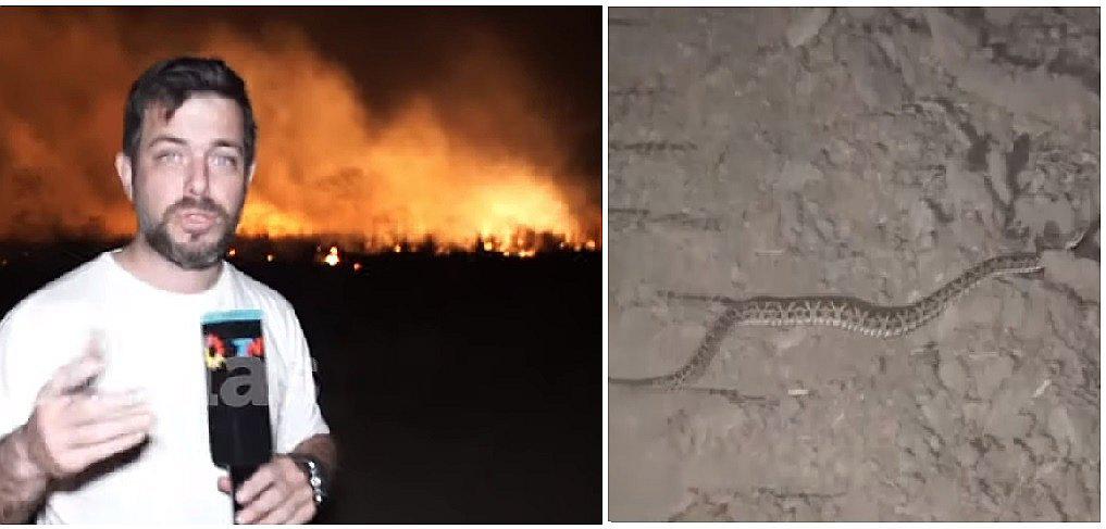 Periodista pasa el susto de su vida al ser sorprendido por víbora en transmisión en vivo (VIDEO)