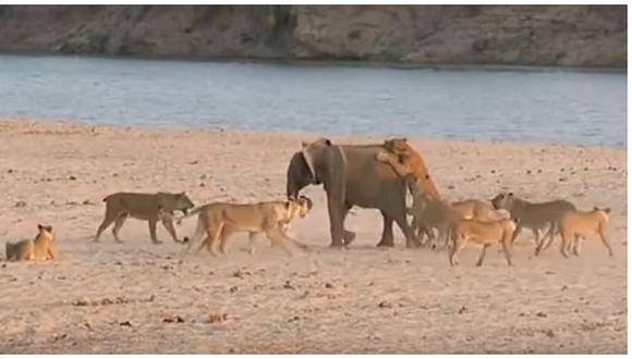 YouTube: Elefante bebé fue acorralado por 14 leones y terminó así (VIDEO)