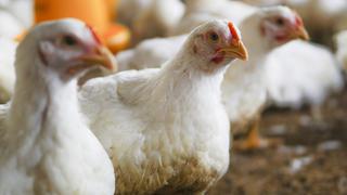 Más de 5 millones de dosis contra la gripe aviar llegaron a La Libertad para vacunación de aves