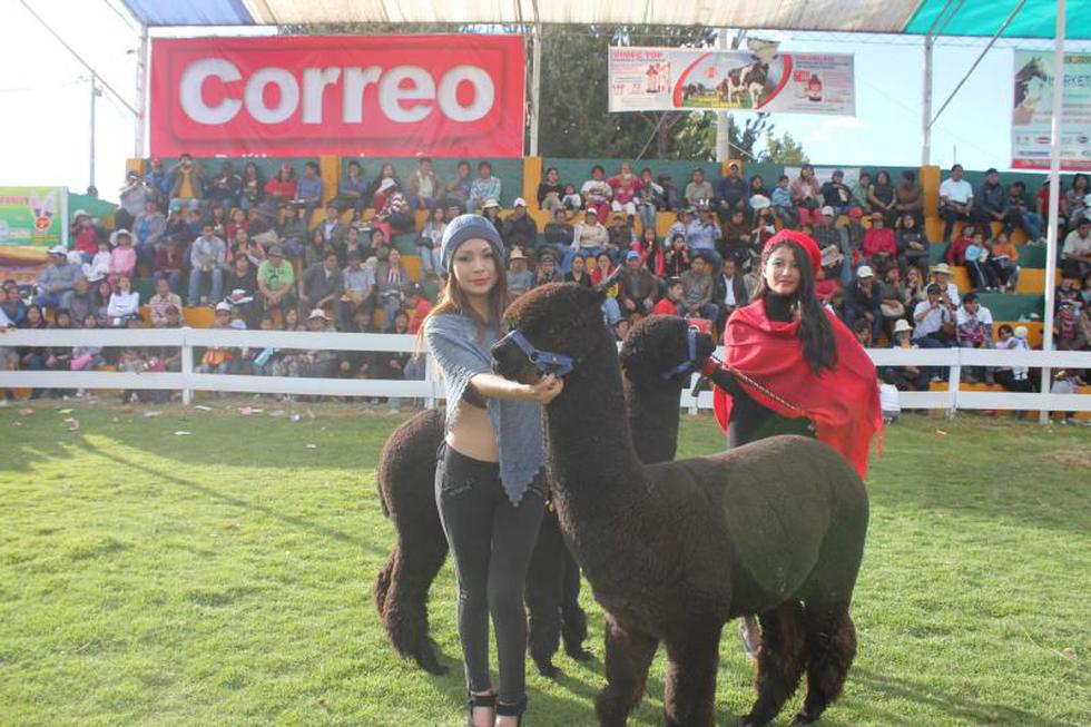 Alpacas reemplazan a "galanes" en desfile de modas (FOTOS)