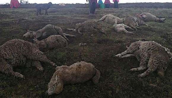 Perros acorralan a ovejas en lo alto del cerro y estas mueren asfixiadas 